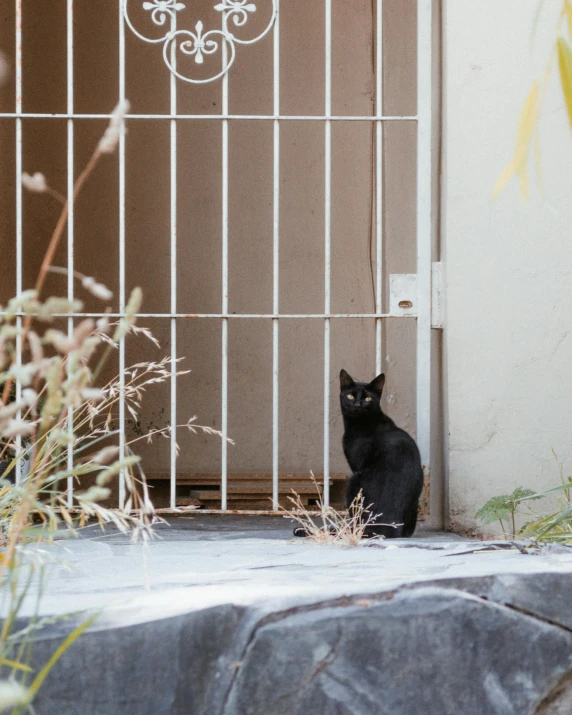 a black cat sits behind the gate to an apartment
