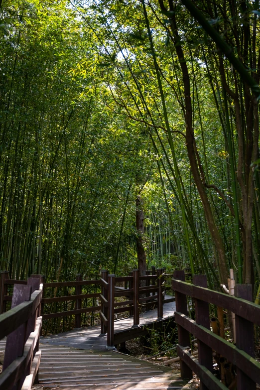 pathway surrounded by bamboo trees during the day