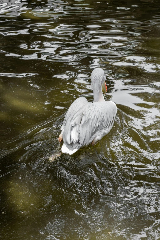 a duck swimming on top of a body of water