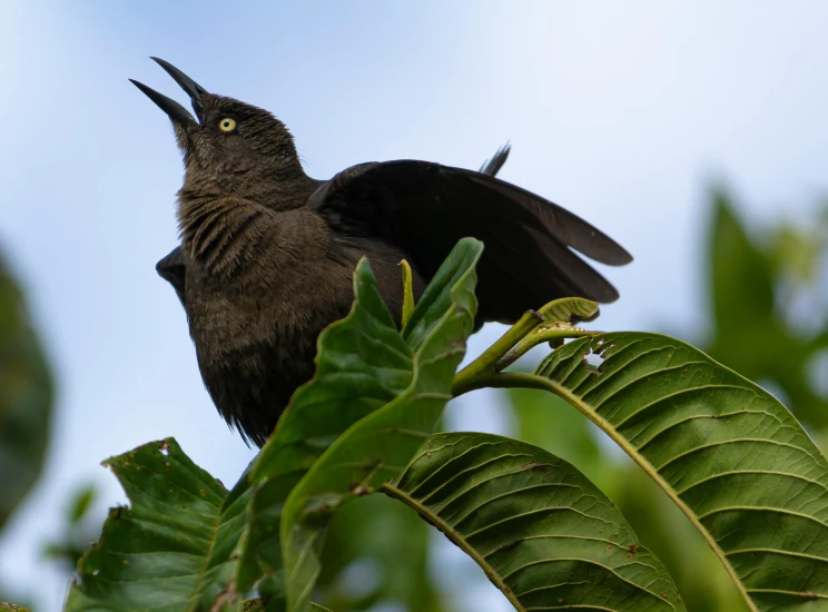 black bird with green leafy leaves on tree