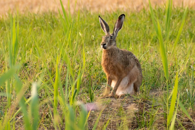 a brown bunny in tall grass on the ground