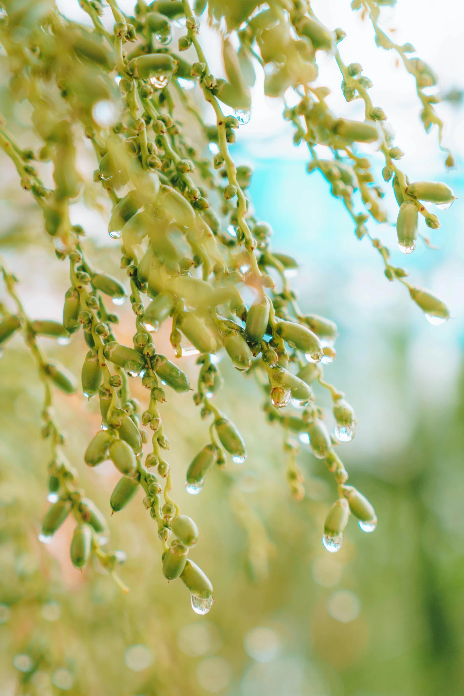 water drops hanging from the nches of a tree