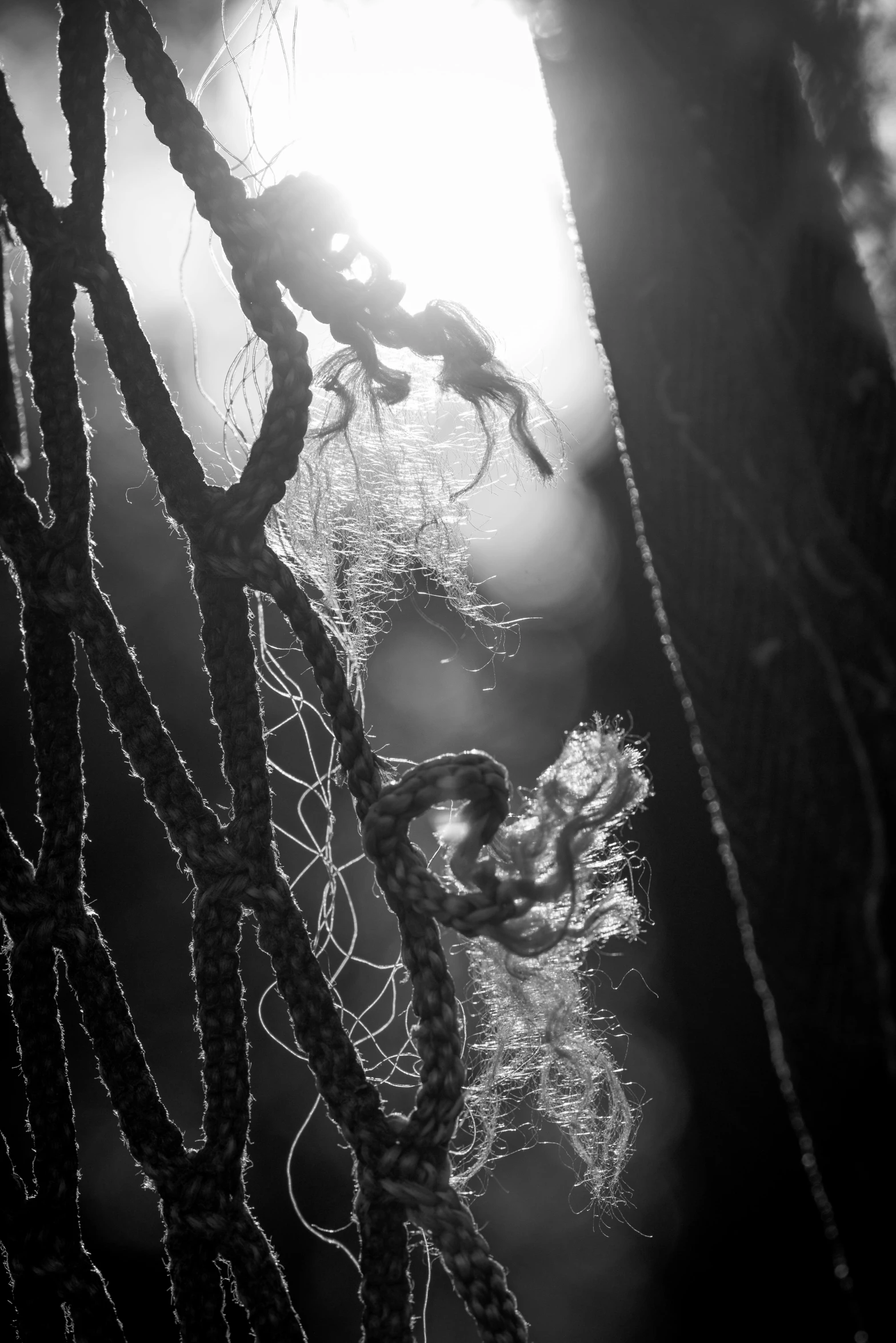 sunlight shines through spider web on the nches of a tree