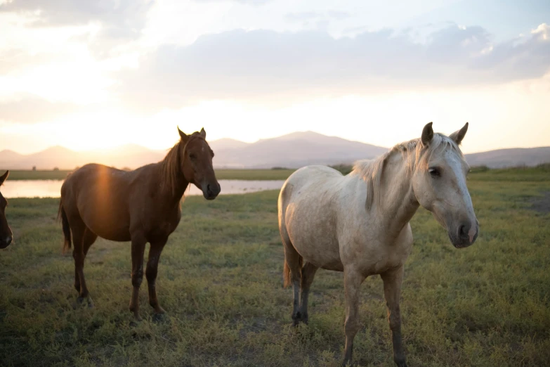 three horses standing in a field during sunset