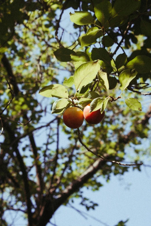 the nch of a tree with some fruit hanging from it