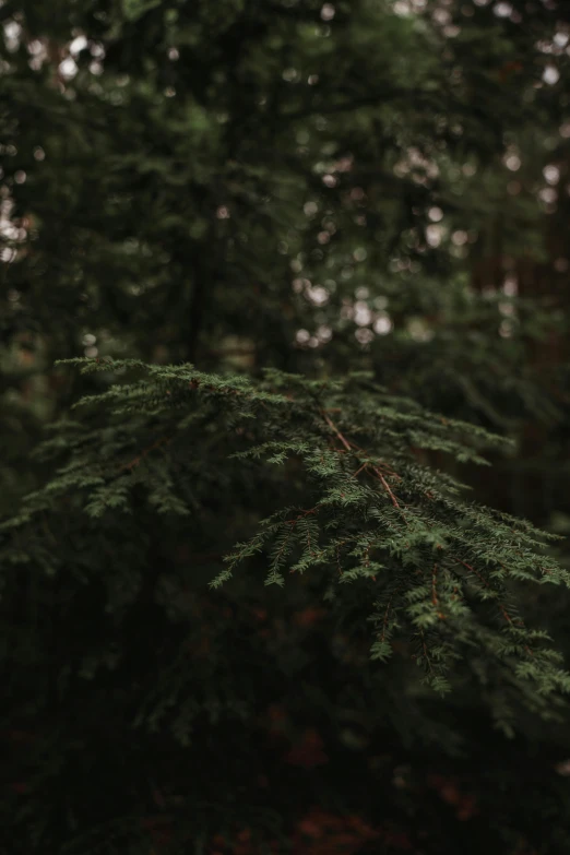 green pine tree leaves are growing in the forest