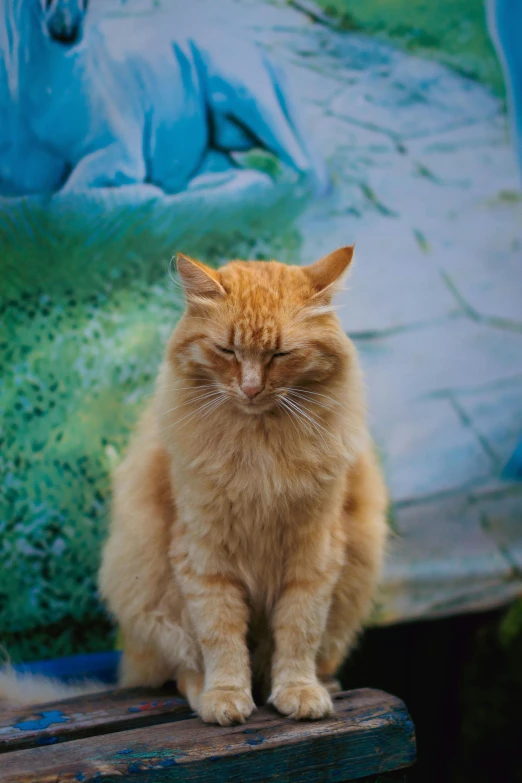 an orange cat is sitting on the edge of a wooden table