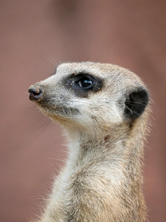 a small yellow and black animal that is outside