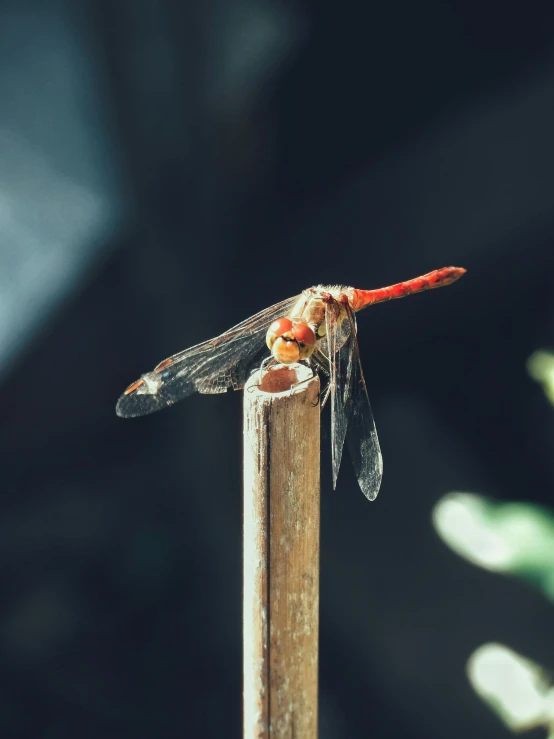 a little bug that is sitting on top of a wooden post