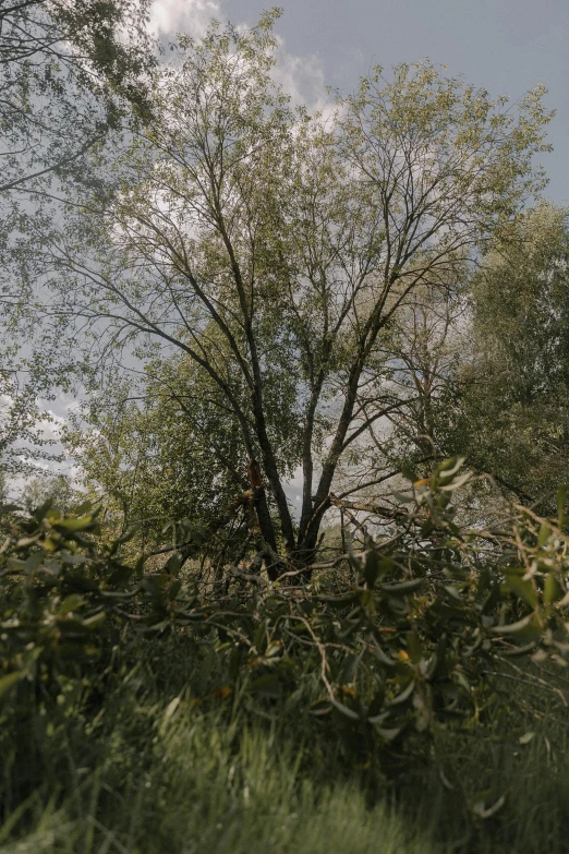 a tall tree surrounded by lots of leaves