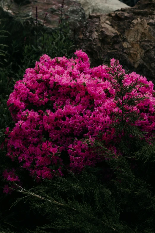 beautiful pink flowers in front of a big mountain