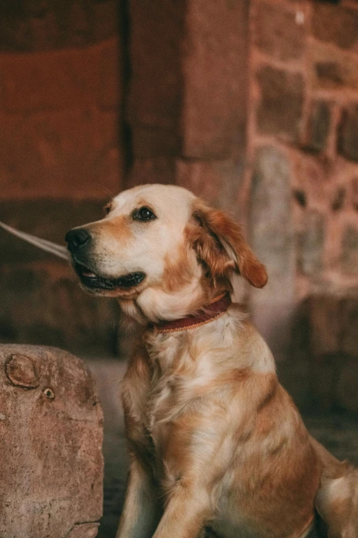 dog sitting on rock next to outdoor stone wall