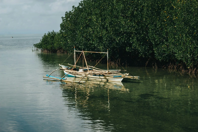 two boats on the water surrounded by vegetation