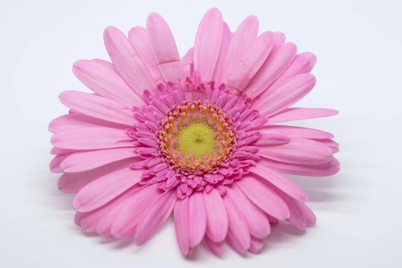 the pink flower has a yellow center and center