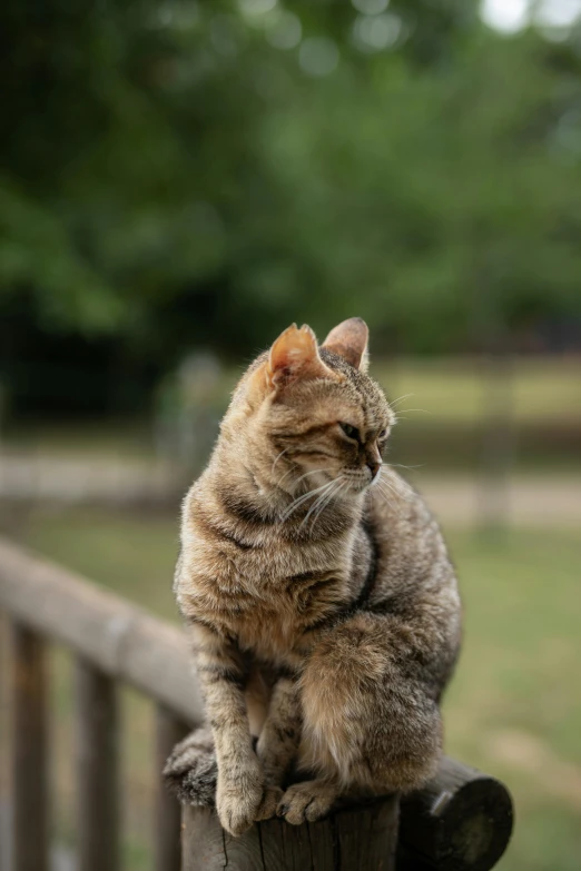 a cat is sitting on top of a post outside