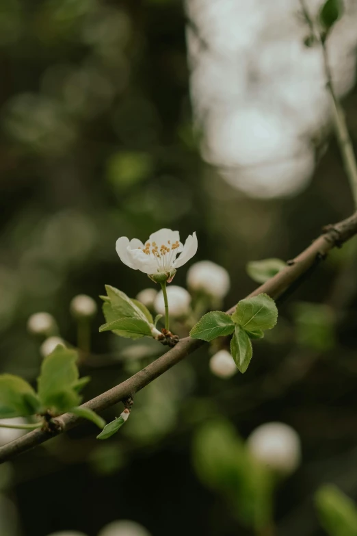 an almost white flower on a small tree nch