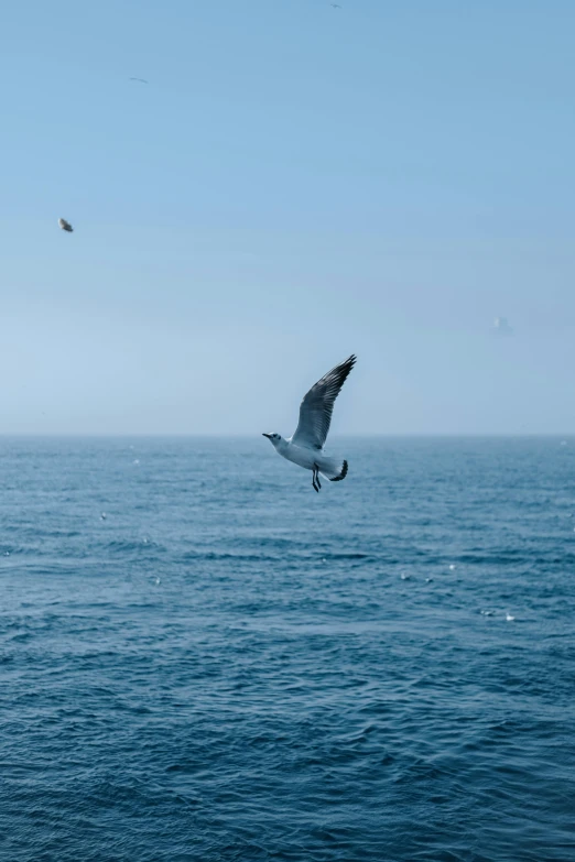 a seagull flying over an ocean with birds in the distance