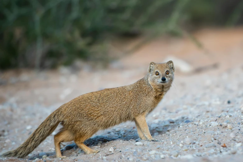 a brown animal walking across gravel covered ground