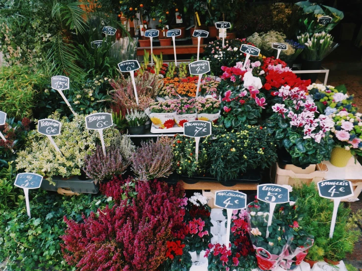 a display case in a garden store displaying various potted plants