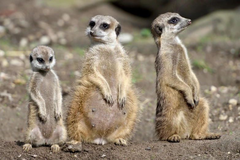 three little meerkats sitting on the ground