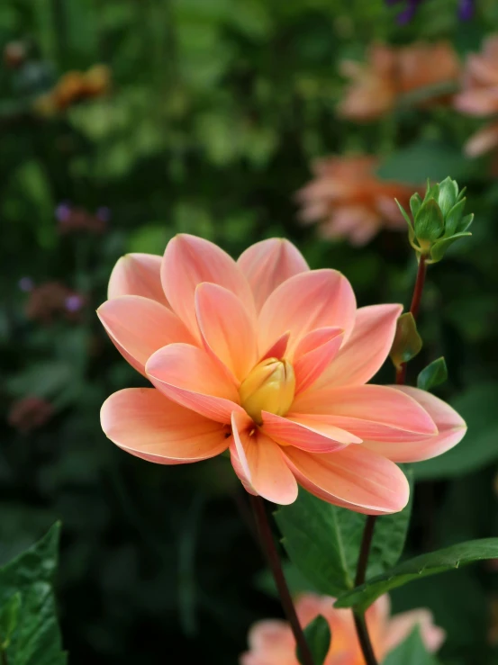 a pink flower growing in an exotic garden