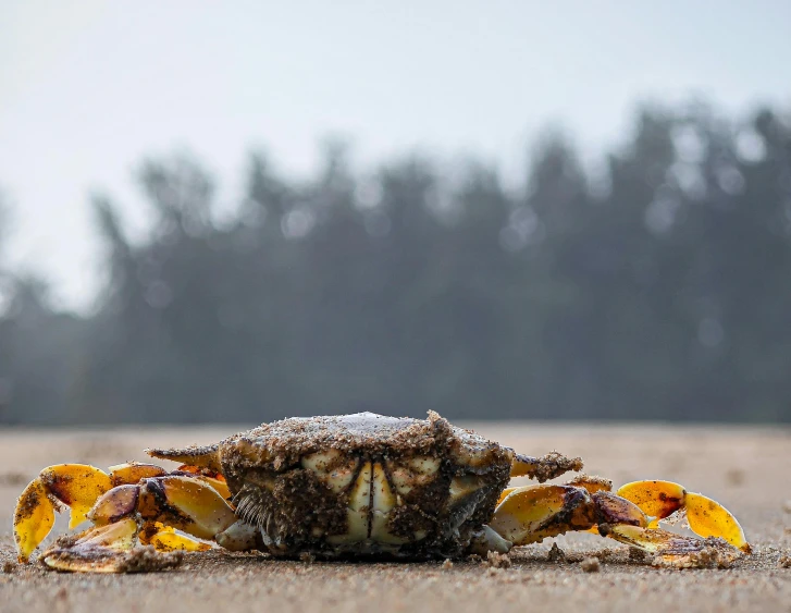 a close up of a crab on the sand