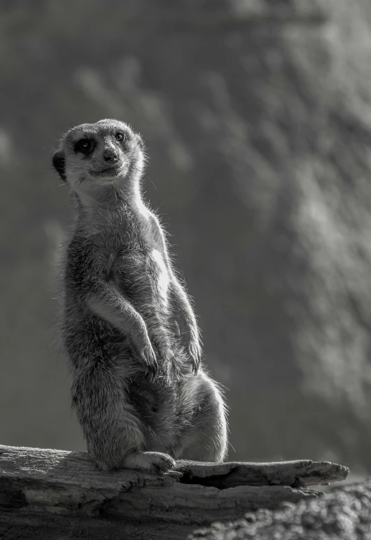 a cute small animal standing on top of a tree trunk