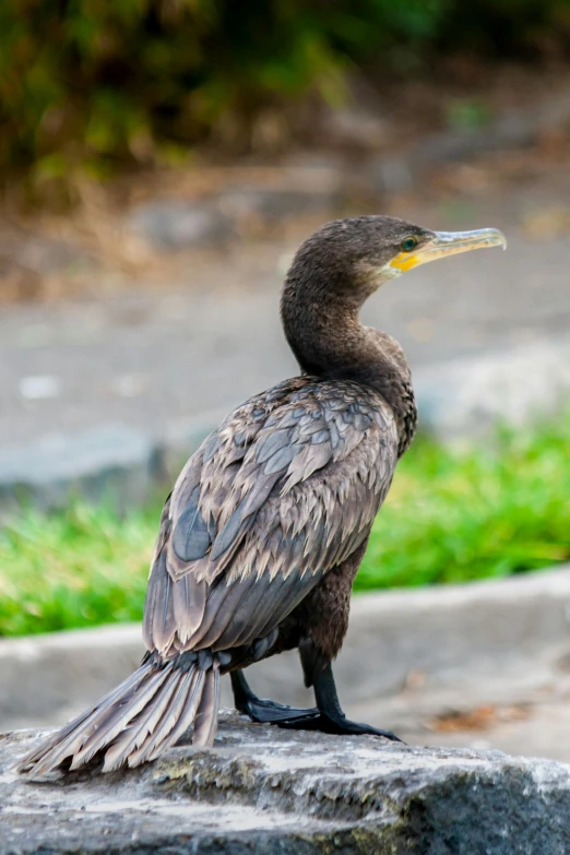 the bird has one leg hanging out and is sitting on a stone