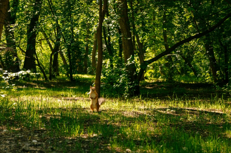 an animal walking across a lush green forest