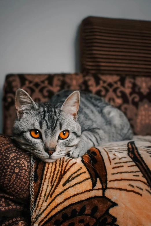 a cat sitting on top of a brown couch