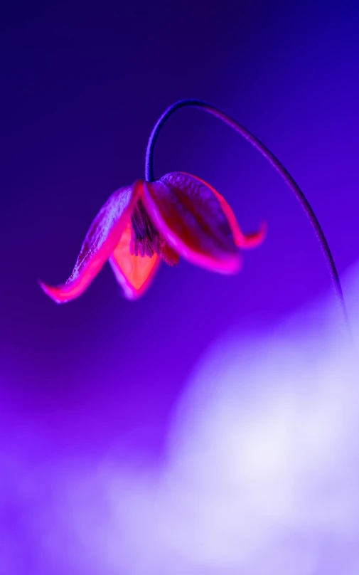 the small pink flower is lit by the purple light