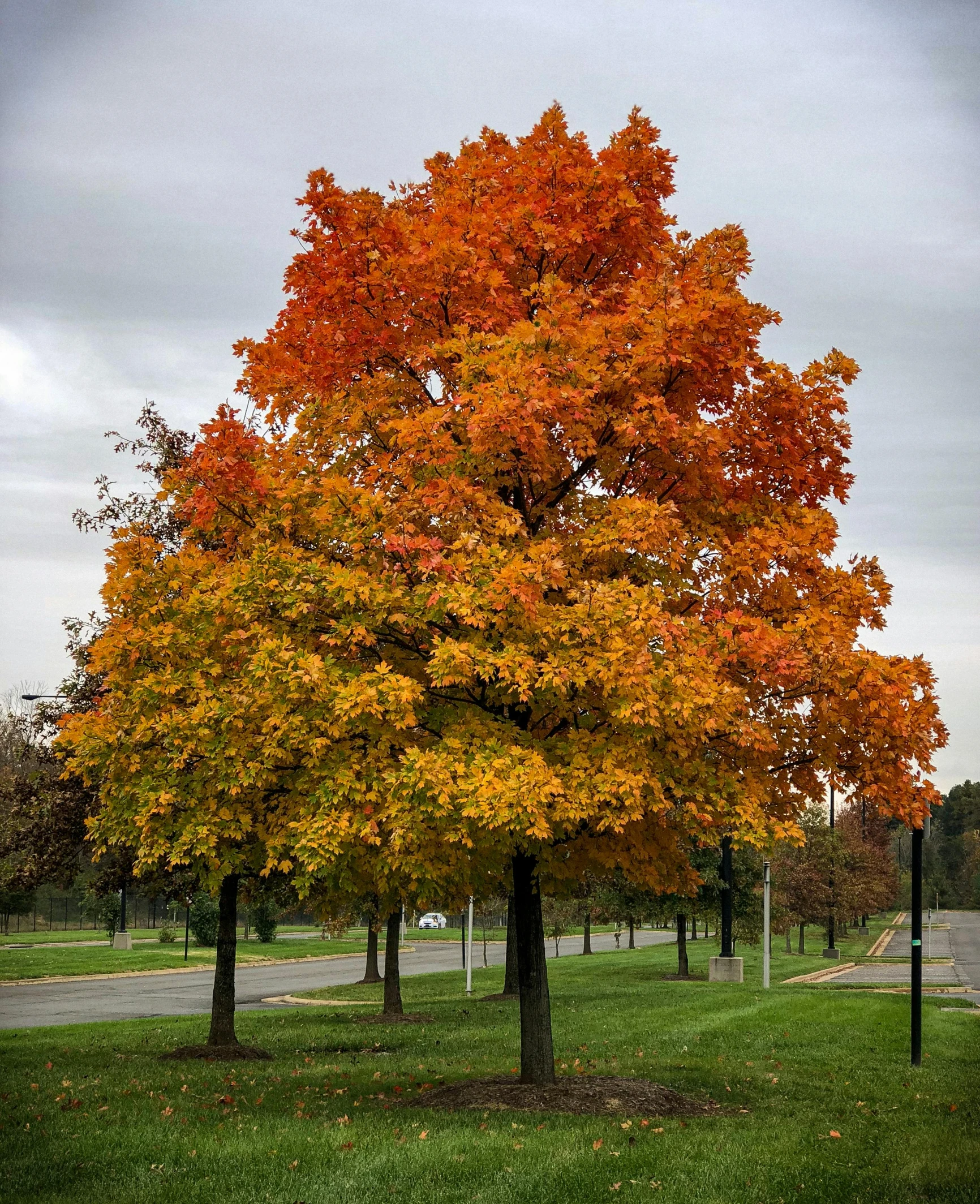 a red tree is in the grass by the street