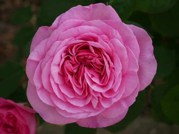 a close up of pink roses with a green leafy background