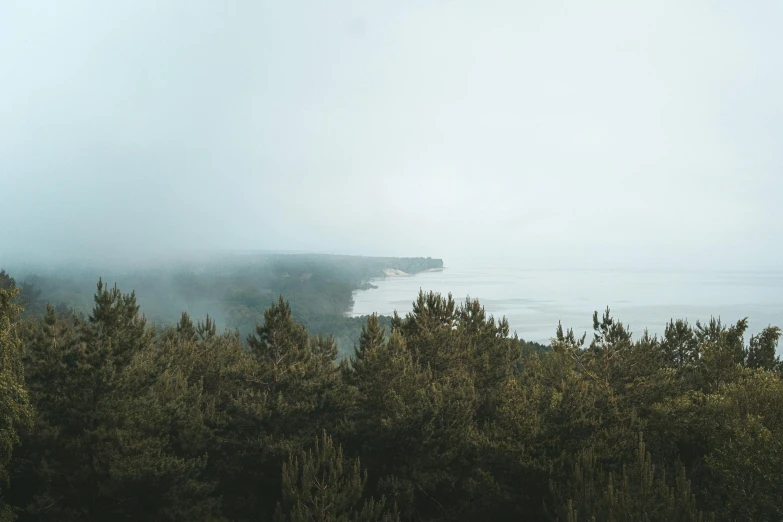 an area in the woods that is covered with fog