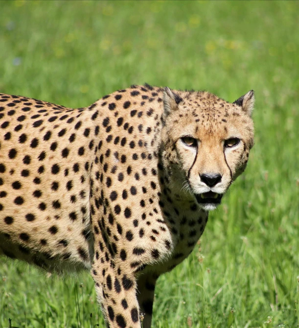the head of a cheetah, one of the cats on the savannah