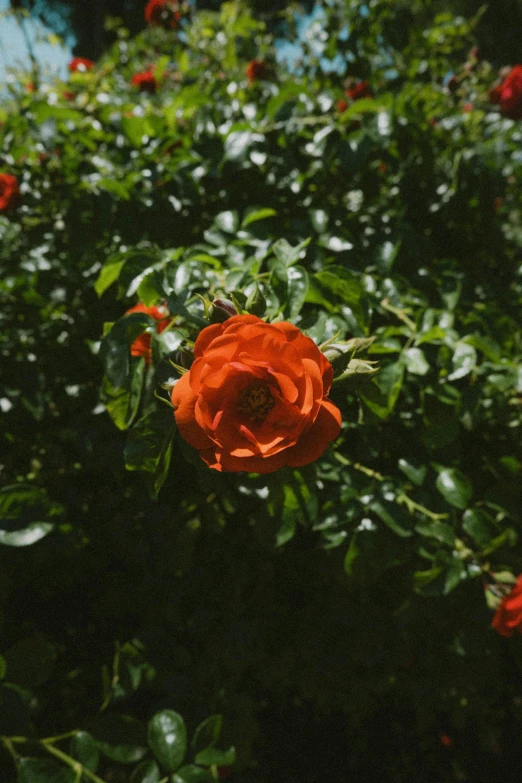 a rose on a bush with many flowers