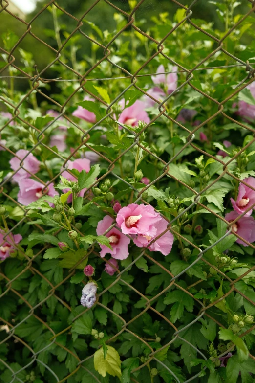 a bush filled with lots of pink flowers next to a wire fence