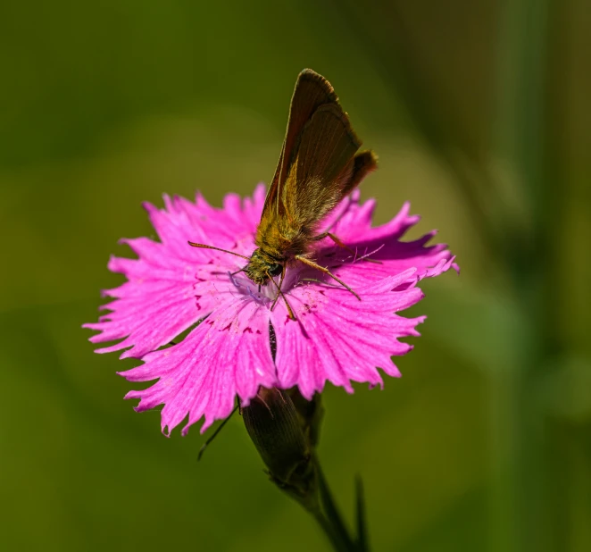 a small moth is standing on a purple flower