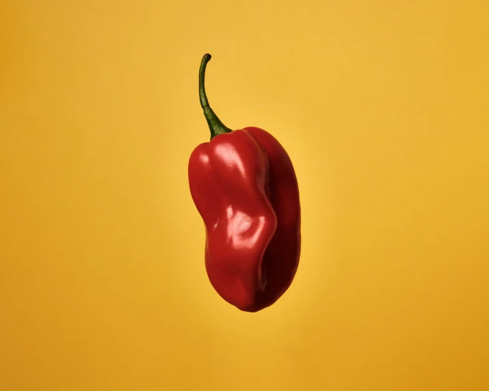 a close up of an red pepper on yellow background