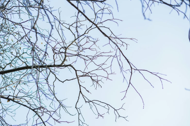 a tree without any leaves is pictured against a cloudy blue sky