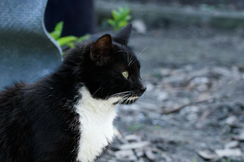 a black cat with white fur on the ground