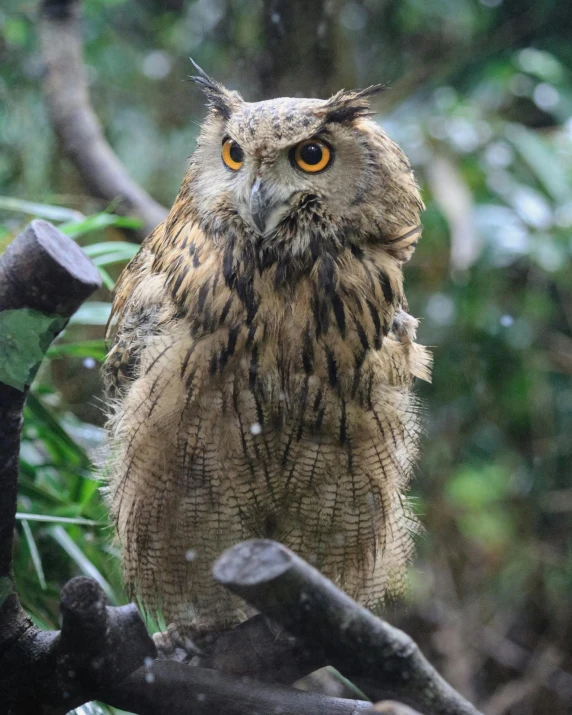 an owl perched on a tree nch in the forest