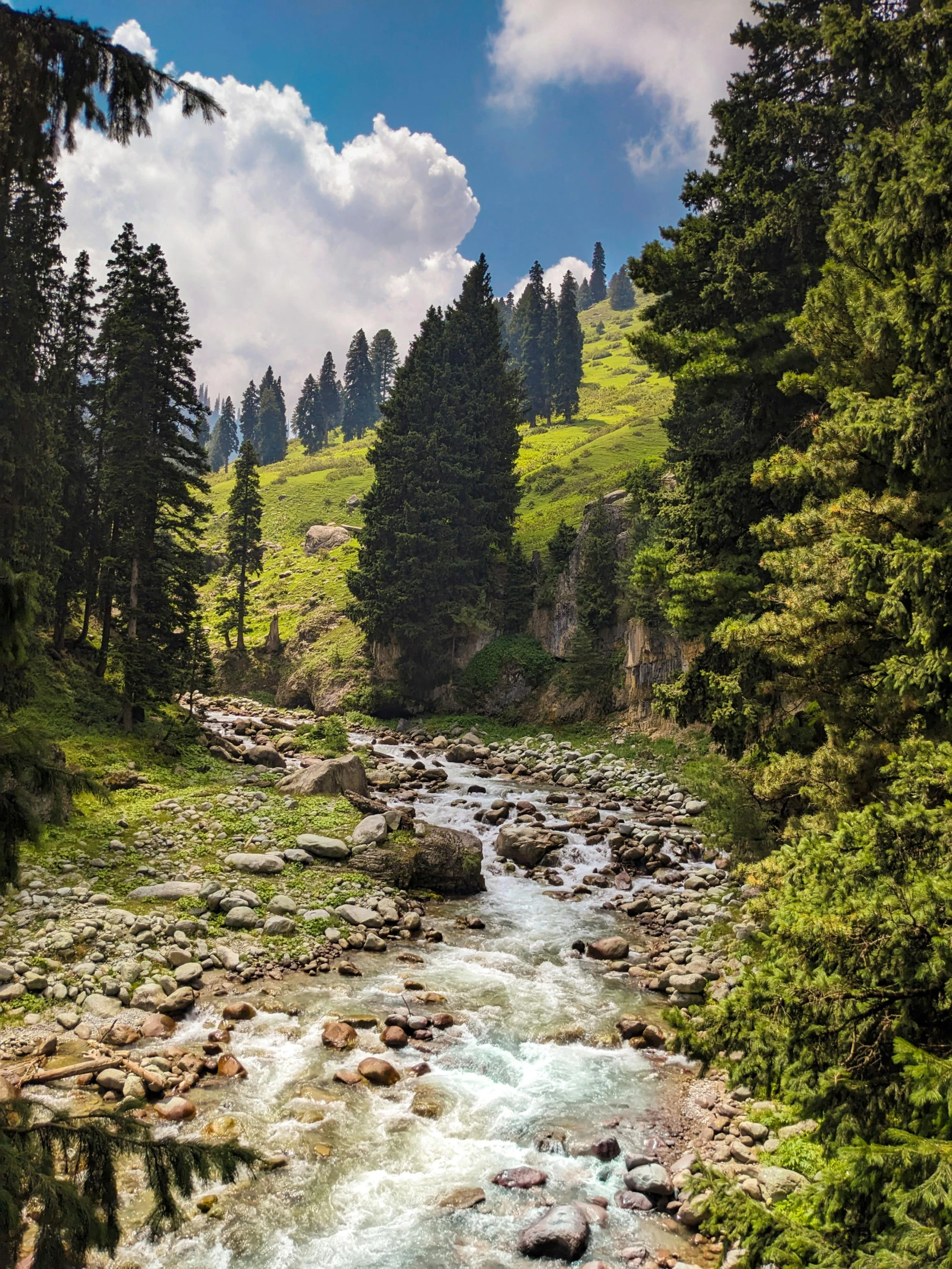 a creek flowing between green trees on a mountain side