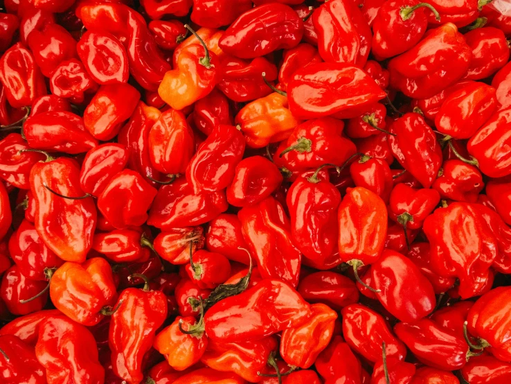 many red peppers with green leafy stems