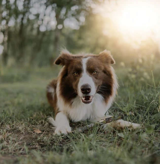 a brown and white dog lying in a green grass covered field