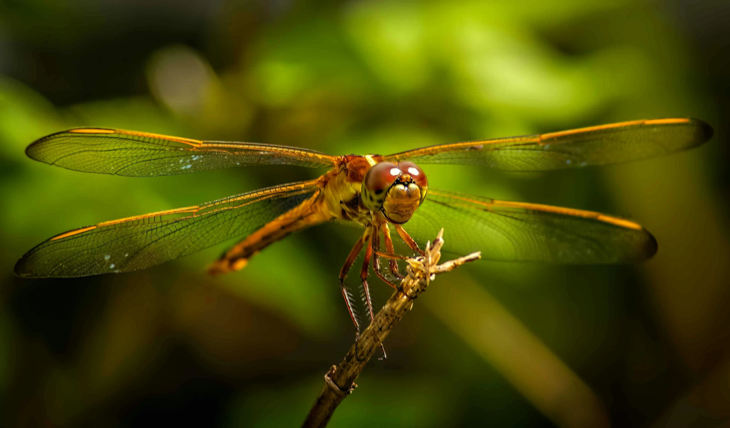 there is a large dragonfly that is perched on a nch