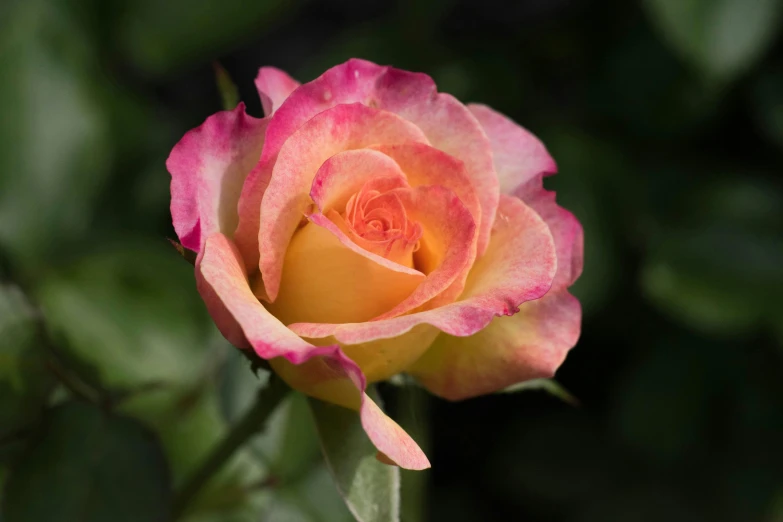 a single pink and yellow rose that has some buds