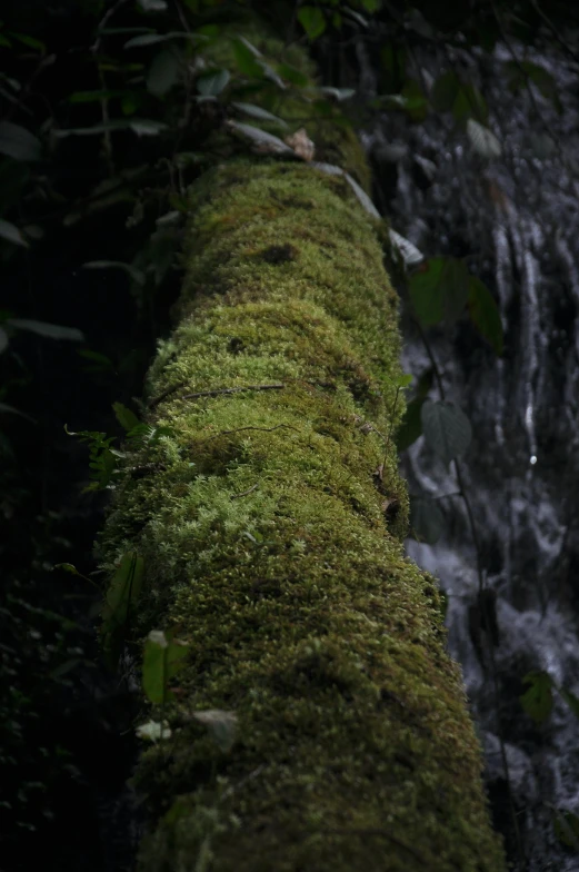 moss growing on the side of a mountain