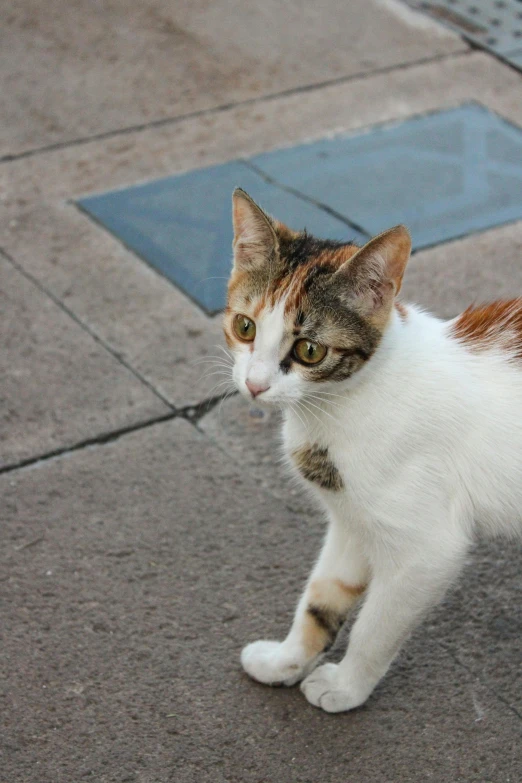 a cat walking across a cement parking lot