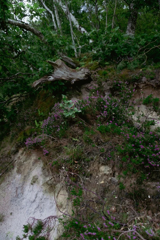 an animal walking up a hill in the forest